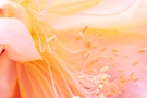 Abstract flower Background