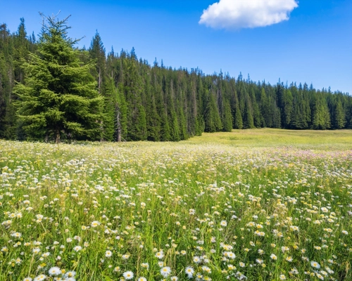 Lush Flower Meadow